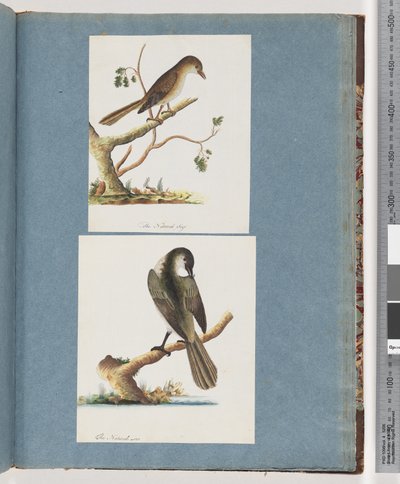 صفحة 113. طائر غير معروف. 114- طائر غير معروف بواسطة فنان غير معروف