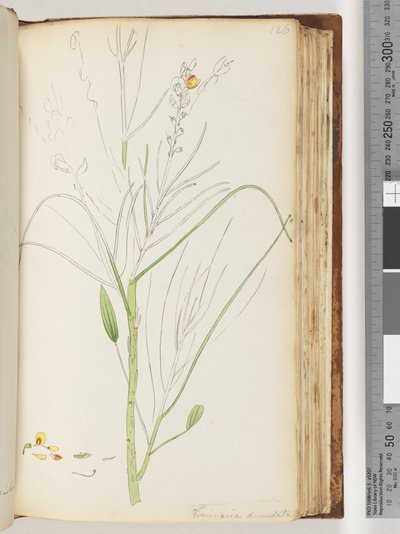 الصفحة 126. رسم غير مكتمل من Viminaria العارية بواسطة فنان غير معروف