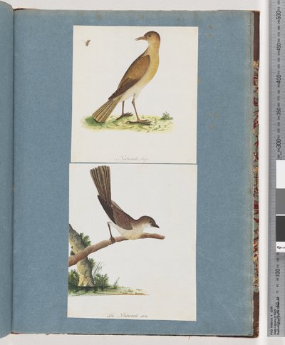 صفحة 131. طائر غير معروف. 132- طائر غير معروف بواسطة فنان غير معروف