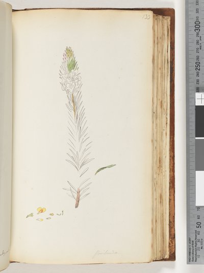 صفحة 133. Floribunda رسم غير مكتمل بواسطة فنان غير معروف