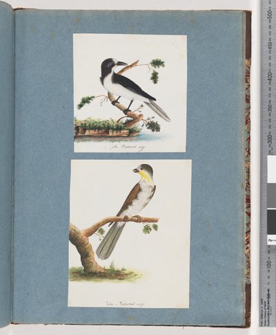 صفحة 135. طائر غير معروف. 136. طائر غير معروف بواسطة فنان غير معروف