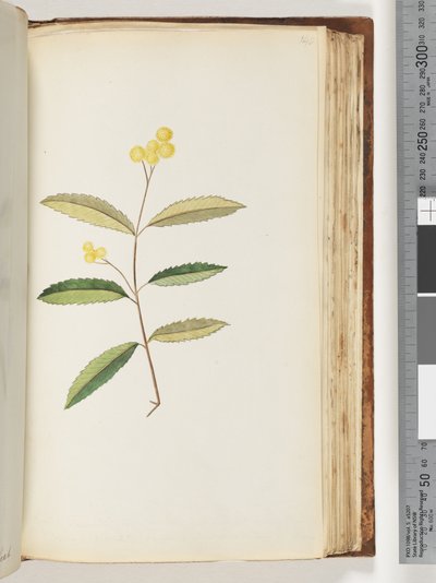 صفحة 140. زهرة غير معروفة ، أكتوبر 1794 بواسطة فنان غير معروف