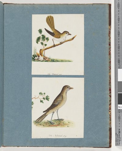 صفحة 142. طائر غير معروف. 143. طائر غير معروف بواسطة فنان غير معروف