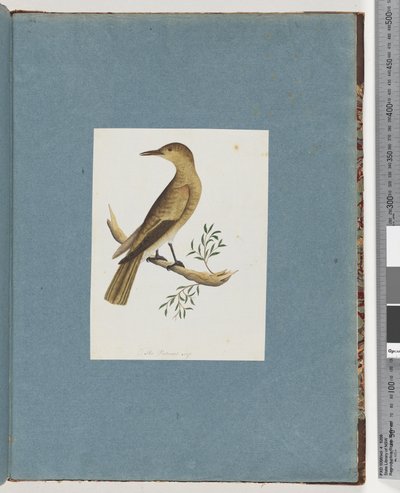 صفحة 144. طائر غير معروف بواسطة فنان غير معروف