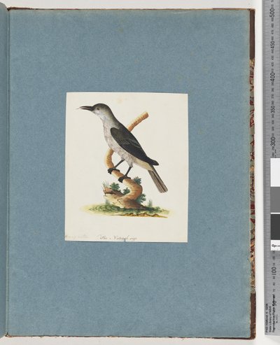 صفحة 146. طائر غير معروف. آكل العسل بواسطة فنان غير معروف