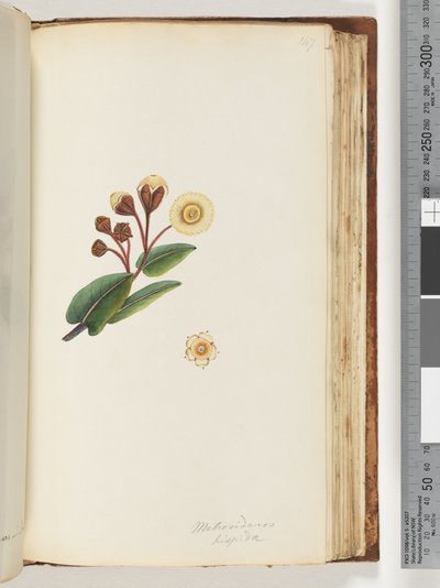 صفحة 147. Metrosideros hispida بواسطة فنان غير معروف