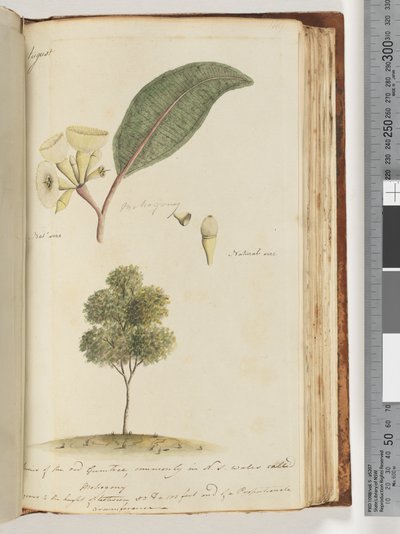 صفحة 149. الحجم الطبيعي ، نوع من شجرة اللثة الحمراء ، ويسمى عادة موهوجوني في نيو ساوث ويلز بواسطة فنان غير معروف