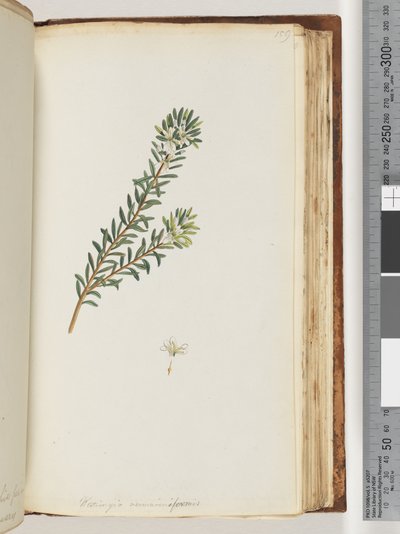 صفحة 159. Westringea rosmariniformis بواسطة فنان غير معروف