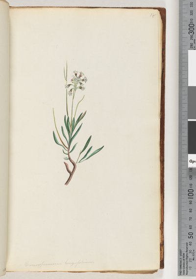 صفحة 18. Conospermum longifolium ، بذور الأوراق المخروطية الطويلة بواسطة فنان غير معروف