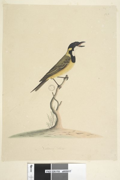 صفحة 18. الحجم الطبيعي Golden Whistler Pachycephala pectoralis ، ذكر ، 1791-92 بواسطة فنان غير معروف