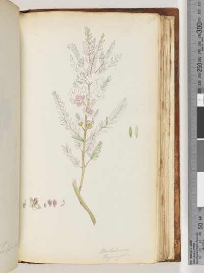 صفحة 190. Melaleuca thymifolia - عسل الزعتر ، الآس بواسطة فنان غير معروف