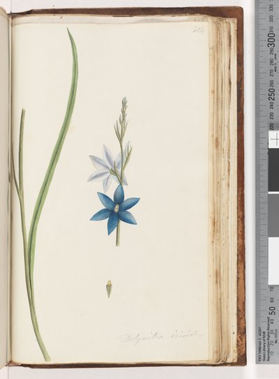 صفحة 204. Thelymitra ixiodes - Spotted Sun Orchid بواسطة فنان غير معروف