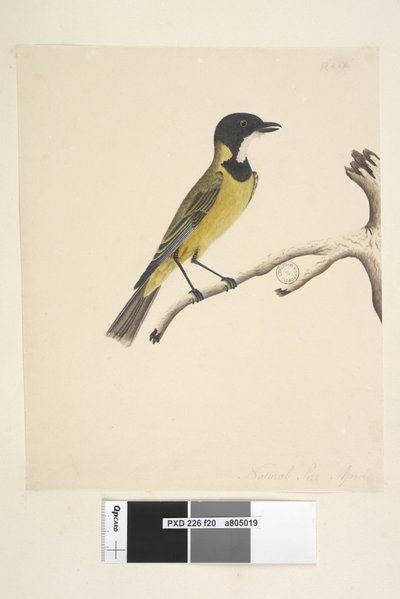 صفحة 20. الحجم الطبيعي. أبريل Golden Whistler Pachycephala pectoralis ، ذكر ، 1791-92 بواسطة فنان غير معروف