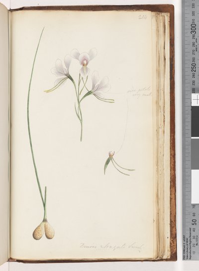 صفحة 214. Diuris elongata Saracty؟ أوركيد حمار أرجواني بواسطة غير معروف