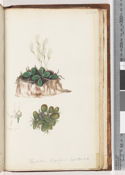 صفحة 223. Dendrobium لغوي غريب. بوت. T. 11 لسان الأوركيد بواسطة فنان غير معروف
