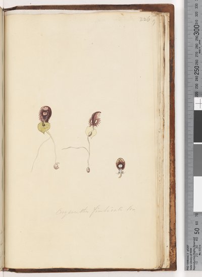 صفحة 226. Corysanthes fimbriata Br - Fringed Helmet Orchid بواسطة فنان غير معروف
