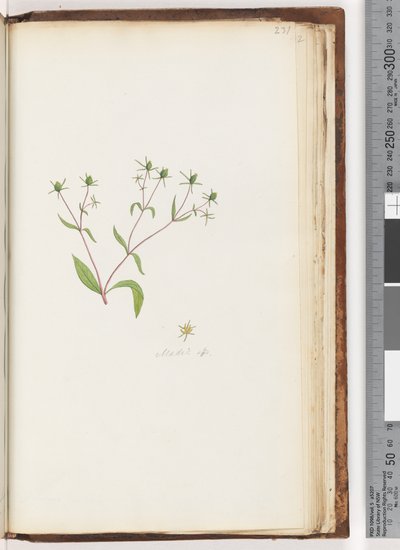 صفحة 231. Madia sp بواسطة فنان غير معروف