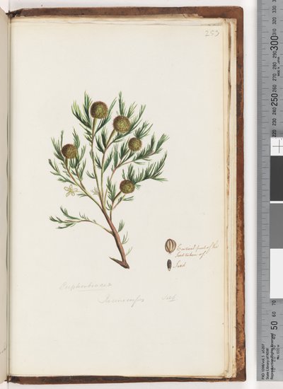 صفحة 253. Euphorbiaceae - Ricinocarpus ...؟ زفاف بوش بواسطة فنان غير معروف