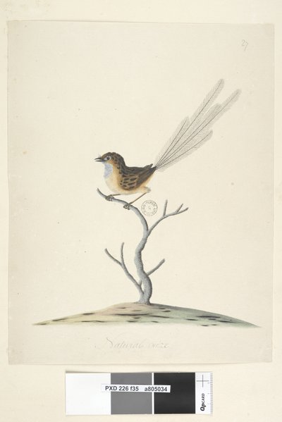 صفحة 35. الحجم الطبيعي Emu ، Wren ، ذكر Stipiturus malachurus ، 1791-92 بواسطة فنان غير معروف