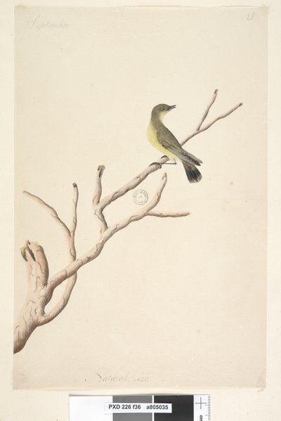 الصفحة 36. سبتمبر. الحجم الطبيعي Yellow Thornbill Acanthiza nana ، 1791-92 بواسطة فنان غير معروف