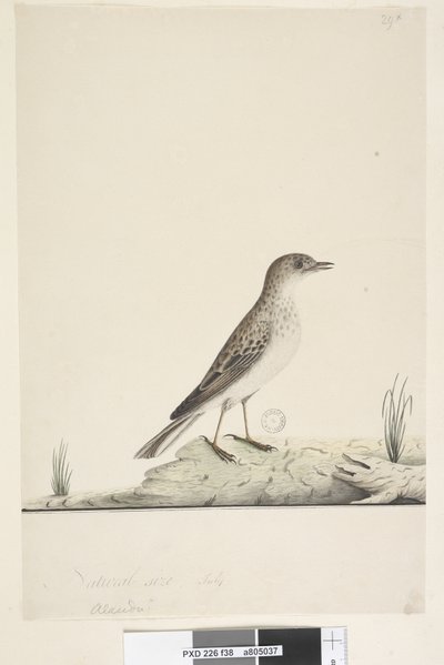 صفحة 38. ألوندو؟ العنوان أعلاه بيد مختلفة الحجم الطبيعي ، يوليو Pipit Anthus australis ، 1791-92 بواسطة فنان غير معروف