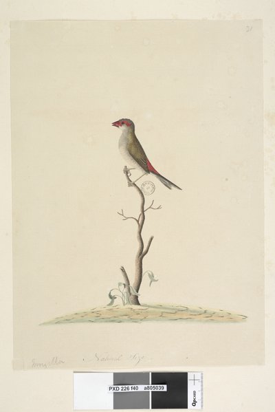 صفحة 40. المفضلة. الحجم الطبيعي الأحمر ، Browed Finch Neochmia المؤقت Aegintha المؤقت ، 1791-92 بواسطة فنان غير معروف