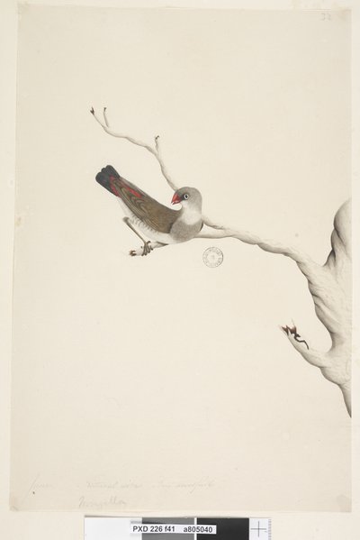 صفحة 41. Fringilla. العنوان أعلاه في توزيع ورق مختلف يونيو. الحجم الطبيعي. قزحية شك فيلفول Diamond Firetail Stagonopleura guttata ، غير ناضج ، 1791-92 بواسطة فنان غير معروف