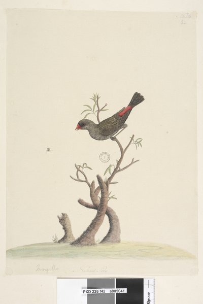 صفحة 42. Fringilla. في الوسط السفلي بيد مختلفة الحجم الطبيعي ذيل النار الماسي Stagonopleura guttata ، 1791-92 بواسطة فنان غير معروف