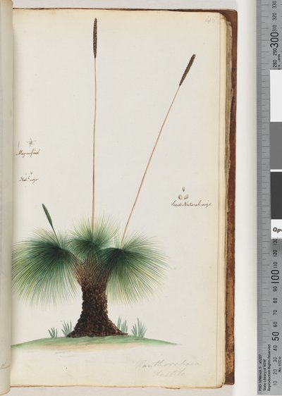 صفحة 45. Xanthorrhoea Hastile Grass Tree مكبرة. حجم نات. الحجم الطبيعي للبذور بواسطة فنان غير معروف