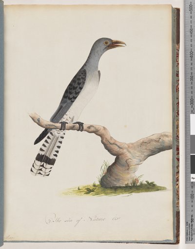 صفحة 49. طائر غير معروف. Scythrops بواسطة فنان غير معروف