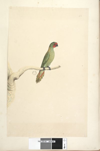صفحة 51. الحجم الطبيعي Little Lorikeet Glossopsitta pusilla ، 1791-92 بواسطة فنان غير معروف