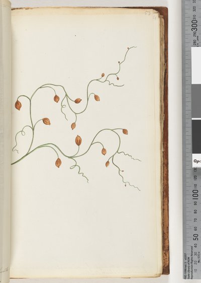 صفحة 53. يمتد الزاحف بطول سبعة أو ثمانية ياردات ويوجد في الغالب نباتات شجيرات مستديرة متشابكة & ج بواسطة فنان غير معروف