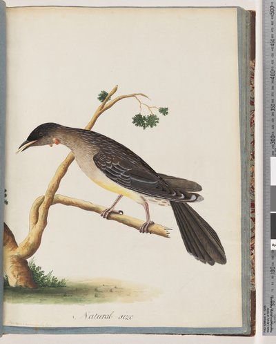 صفحة 55. Red Wattlebird. Merops carunculatus بواسطة فنان غير معروف