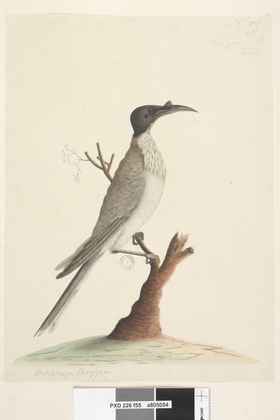 صفحة 55. وير ، جان أو الراهب. في أسفل اليسار في يد مختلفة Meliphaga Phrygia. في المركز السفلي في يد ثالثة الحجم الطبيعي صاخبة Friarbird Philemon corniculatus ، 1791-92 بواسطة فنان غير معروف