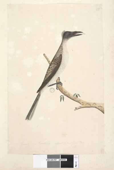 صفحة 57. يناير. الحجم الطبيعي ، من المفترض أن يكون طائرًا صغيرًا صاخب Friarbird Philemon corniculatus ، 1791-92 بواسطة فنان غير معروف