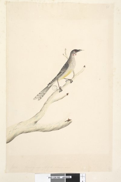 صفحة 60. يونيو. تم تقليله إلى نصف الحجم الطبيعي Red Wattle ، Bird Anthochaera carunculata ، 1791-92 بواسطة فنان غير معروف