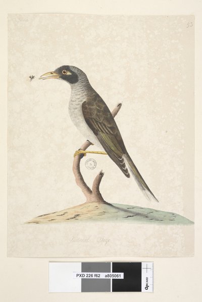 الصفحة 62. يونيو. حجم طبيعي عامل منجم صاخب Myzantha melanocephala ، 1791-92 بواسطة فنان غير معروف