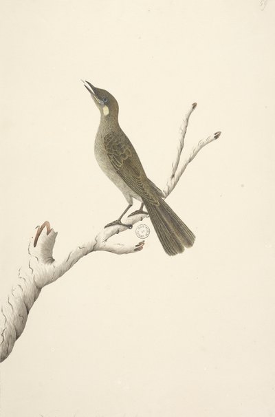 صفحة 68. الحجم الطبيعي ، آكتل أغسطس لوين للعسل Meliphaga Lewinii ، 1791-92 بواسطة فنان غير معروف