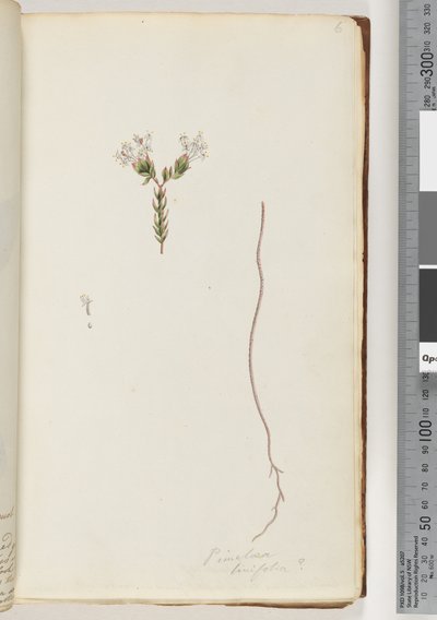 صفحة 6. Pimeloea linfolia بواسطة فنان غير معروف