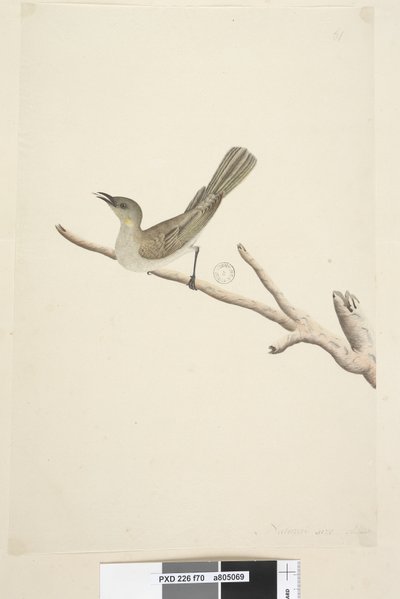 صفحة 70. الحجم الطبيعي. أغسطس فوسكوس عسل Lichenostomus fuscus ، 1791-92 بواسطة فنان غير معروف