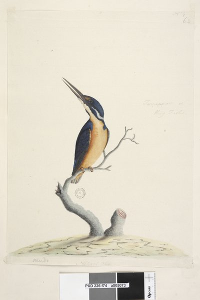 صفحة 74. Ter، re، a، mar أو King Fisher. في أسفل اليسار في يد مختلفة Alcedo. في المركز السفلي في يد ثالثة الحجم الطبيعي Azure Kingfisher Alyone azurea ، 1791-92 بواسطة فنان غير معروف