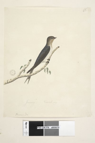 الصفحة 76. هيروندو. في الوسط السفلي بيد مختلفة لشهر يناير الحجم الطبيعي Welcome Swallow Hirundo neoxena ، 1791-92 بواسطة فنان غير معروف
