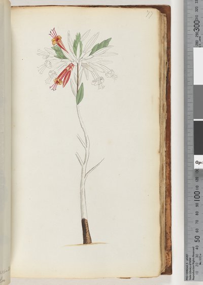 الصفحة 77. لا نقش ، رسم غير مكتمل بواسطة فنان غير معروف