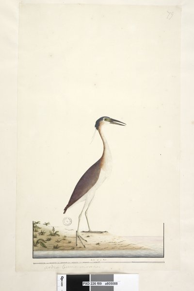 صفحة 89. Ardea ..؟ .. Nankeen Night ، Heron Nycticorax caledonicus ، 1791-92 بواسطة فنان غير معروف
