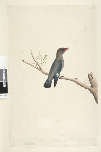 صفحة 8. Coraciae. على طول الحافة السفلية في مختلف أكتوبر. تم تصغير حجم الطائر إلى نصف حجمه ، وقد تم أخذ الرسم من الدولار ، الطيور Eurystomus orientalis ، 1791-92 بواسطة فنان غير معروف