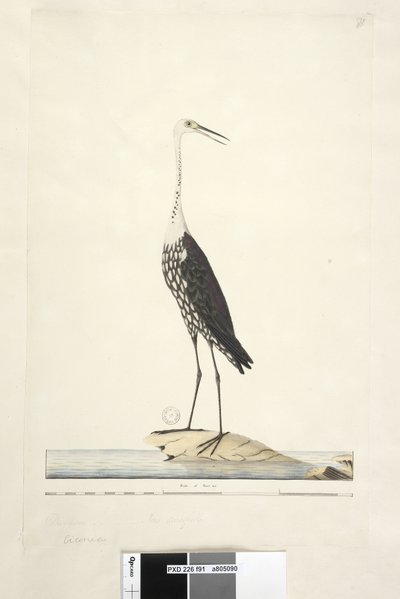 صفحة 91. Ciconia. العنوان أعلاه بيد مختلفة ديسمبر ، قزحية الشك بيضاء ، مالك الحزين Ardea pacifica Notophoyx pacifica ، 1791-92 بواسطة فنان غير معروف