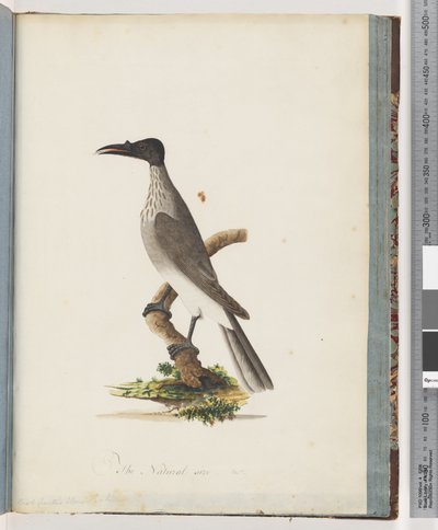 صفحة 95. صاخبة Friarbird. مقبض عسل أمامي بواسطة فنان غير معروف