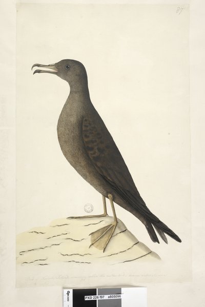 صفحة 97. طائر جزيرة نورفولك يسمى عادة طائر الضأن ، الحجم الطبيعي المرسوم إسفين ، الذيل Shearwater Puffinis Pacificus ، 1791-92 بواسطة فنان غير معروف