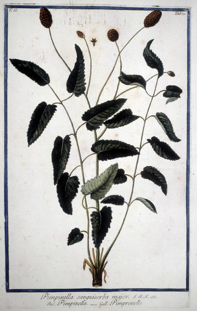 بيمبرينيل: Pimpinella Sanguisorba major. بواسطة فنان غير معروف