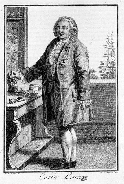 صورة لكارل فون ليني عالم الطبيعة والكاتب السويدي (1707 - 1778). اس دي. نقش القرن التاسع عشر. بواسطة فنان غير معروف